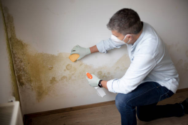 Professional Mold Removal in Dunlap, IA