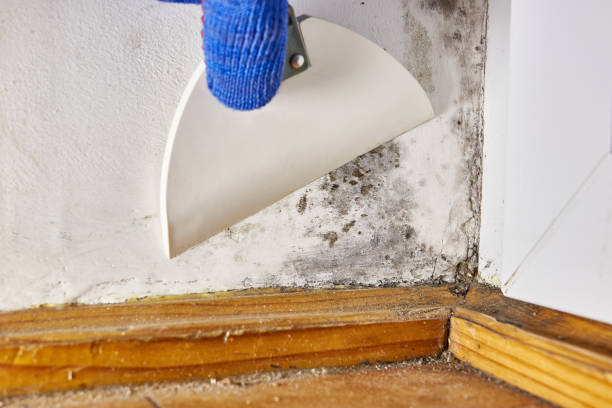 Best Dehumidification Services  in Dunlap, IA